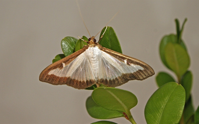 Invasive Box Tree Moth Leads to Quarantine on Boxwood Shrubs